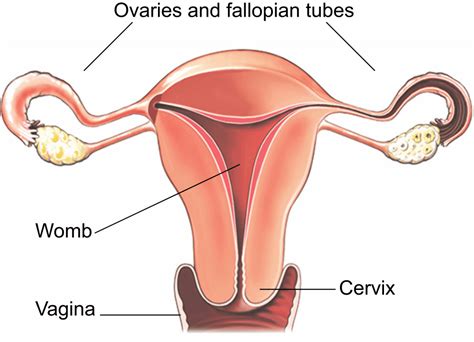 Hysterectomy - Stephaine Toro