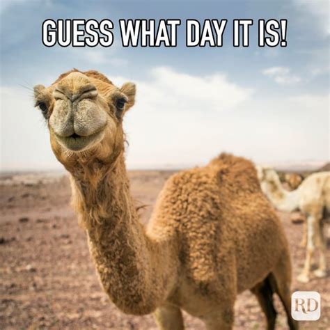 25 Hump Day Memes to Get You Through the Week | Funny hump day memes ...