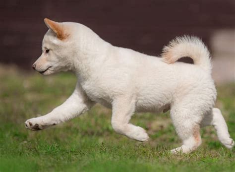 White Shiba