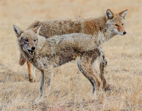 Coyotes With Mange: How to Identify and Avoid it