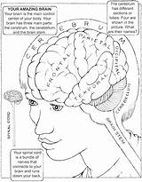 Coloring Pages Of A Brain At GetDrawings  Free Download sketch template