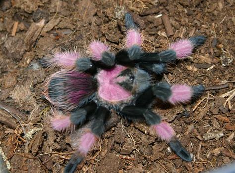 25 HQ Images Are Pink Toe Tarantulas Good Pets / Pink Toe Tarantula Avicularia Avicularia Care ...