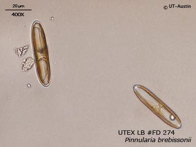 UTEX LB FD274 Pinnularia brebissonii | UTEX Culture Collection of Algae