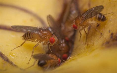 How To Be Rid Of Fruit Flies | Go-Forth Pest Control