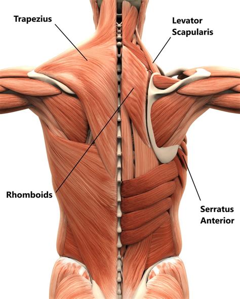 Shoulder Blade Anatomy