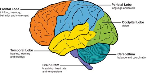 Download Behavior Personality Changes Memory - Part Of Brain Clipart ...