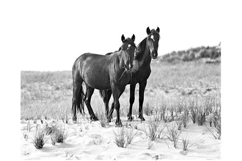 The Wild Horses of Sable Island - The Collection - Page 3