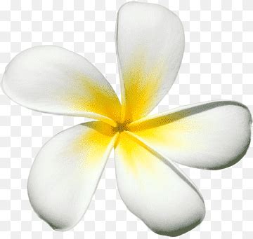 Frangipani png images | PNGWing