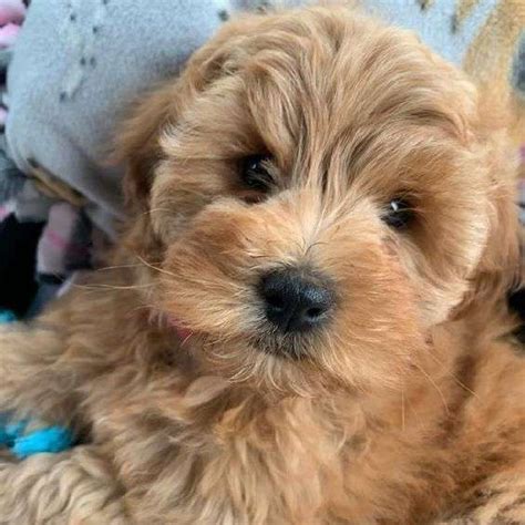 Mini Goldendoodle Breeders In Texas - Full List - Lover Doodles