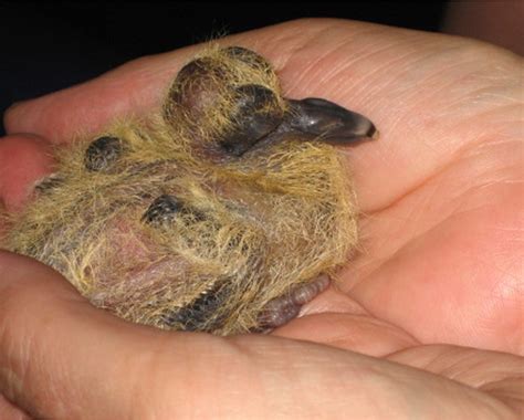 Hatchlings And Nestlings – Pigeon And Dove Rescue UK