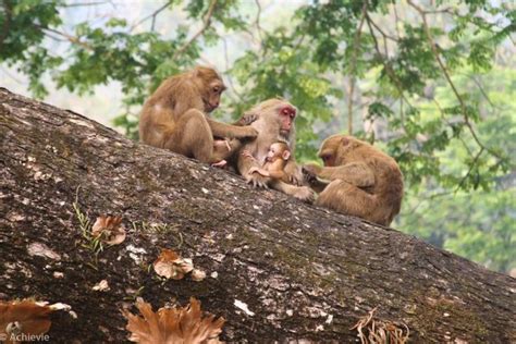 Chiang Rai, Thailand - Monkey Temple (Wat Tham Phra) - Macaques # ...