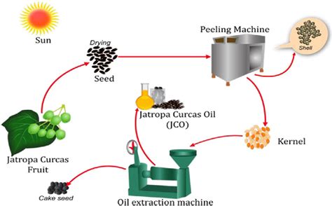 The conversion of Jatropha curcas Lynn into crude Jatropha oil. | Download Scientific Diagram