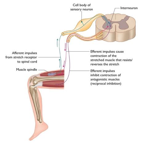 Understanding the Stretch Reflex (or Myotatic Reflex)