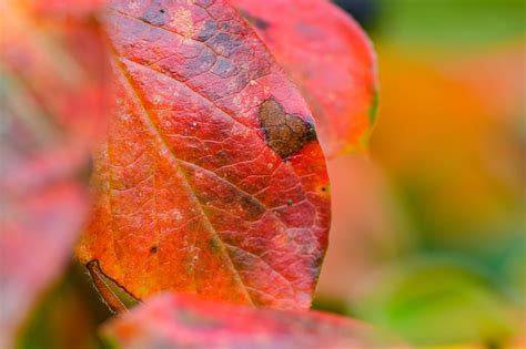 Leaf on Fire | Photos By Me | Leaves, Plant leaves, Im awesome