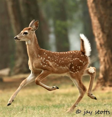 Spotted Whitetail deer fawn—dainty and elegant. | Deer photography ...