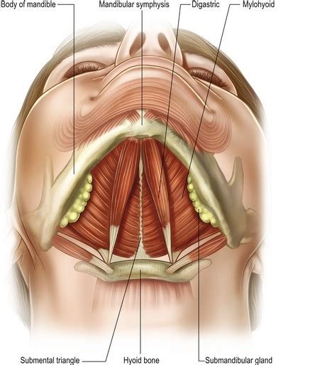 Expert Necklift Surgeon Sydney | Dr Jason Roth FRACS