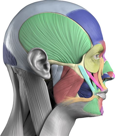 Anatomy Next - Human anatomy reference images and interactive ... Skull Anatomy, Facial Anatomy ...