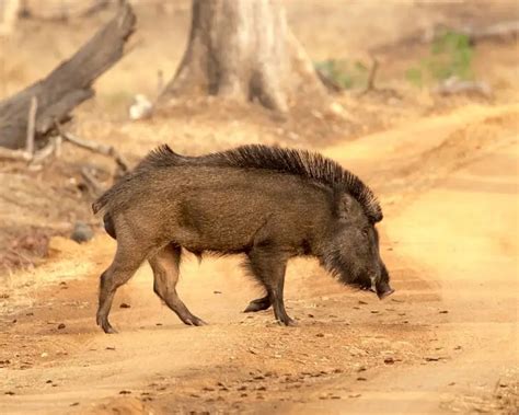 Wild Boar | Mammals Wiki | Fandom