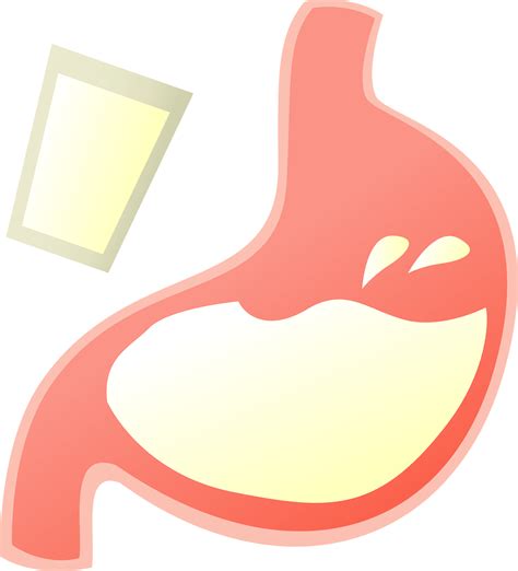 Stomach Png - Svg Free Download Full Clipart 627090 Full Clipart - Clip Art Library