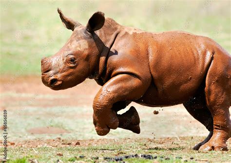 Cute baby wild White Rhino running through the mud Stock Photo | Adobe ...