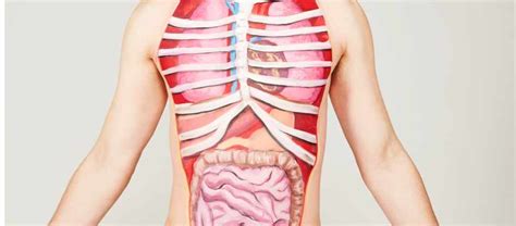 Top 10: What are the heaviest organs in the human body? - BBC Science Focus Magazine