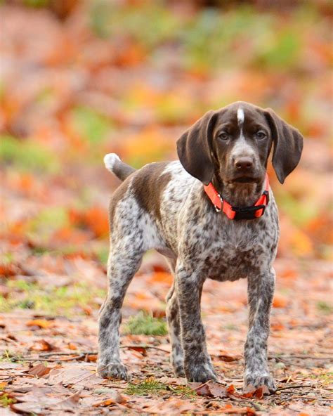 German Shorthaired Pointer Dog on Leaf Covered Ground