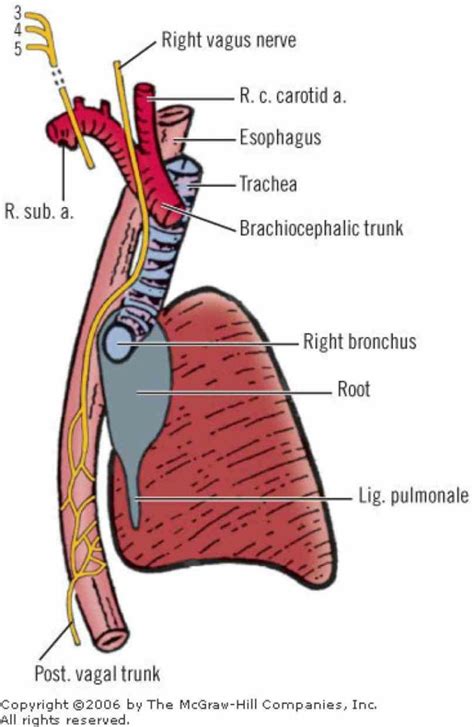 Distal Esophagus Anatomy