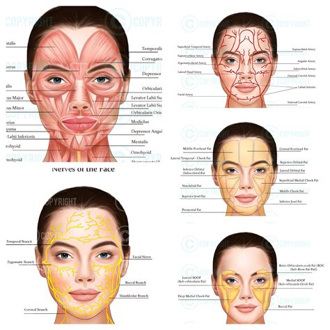 Facial Anatomy Bundle Botox & Filler Injector Anatomy Esthetician Aesthetics Dermatology Medspa ...