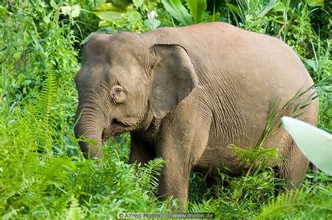 Photo of Borneo pygmy elephant. Kinabatangan river wildlife, Sukau, Sabah, Malaysia