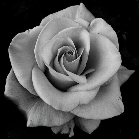 Pin by Brandi Steele on Black and White | Realistic rose drawing, Rose drawing tattoo, Rose ...