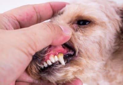 Treating Disease In Dogs - Infoupdate.org