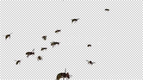 Swarm Wasps Flying Around Videohive 20839293 Rapid Download Motion Graphics