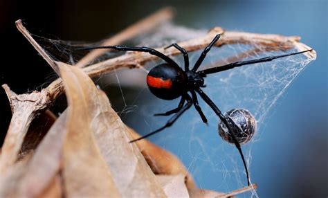 Australian Man Dies After Redback Spider Bite in New South Wales - Newsweek