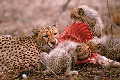 Cheetahs Eating