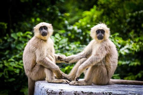 Two grey langur monkeys holding hands sitting on wall with green forest background : Anipixels