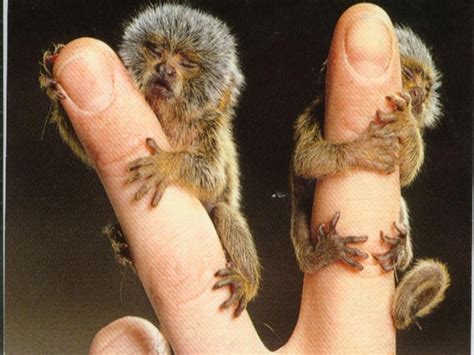 Miniature monkey | Cute baby animals, Tiny monkey, Pygmy marmoset