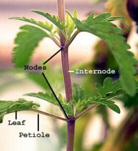 Petiole - Definition and Function | Biology Dictionary