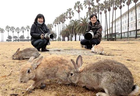 Hiroshima: Bunny Isle Aims to Bounce High in Year of Rabbit - The Japan News