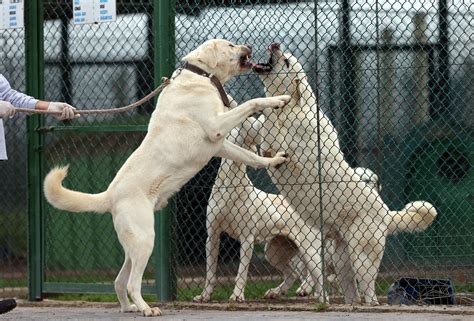 Kangal Dog Fight