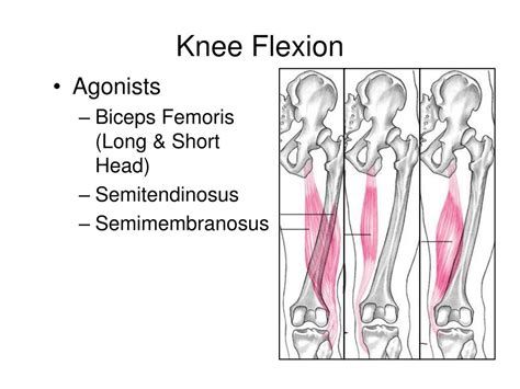 PPT - The Knee Joint PowerPoint Presentation, free download - ID:634195