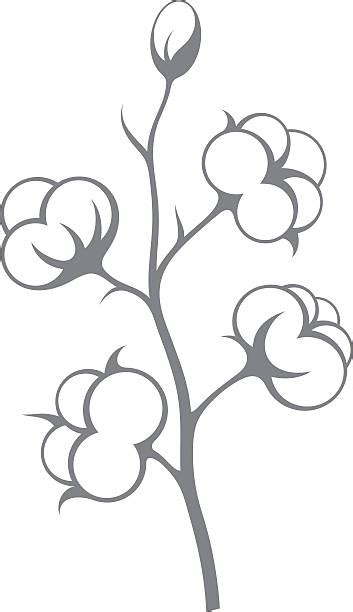 cotton plant clip art 19 free Cliparts | Download images on Clipground 2024