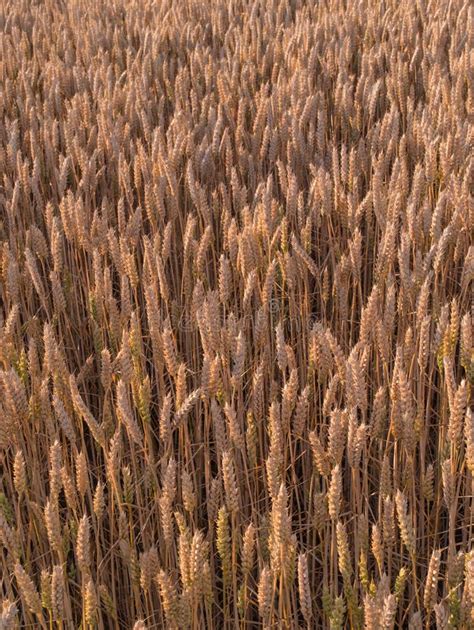 Field of ripe wheat stock image. Image of rural, summer - 34405767