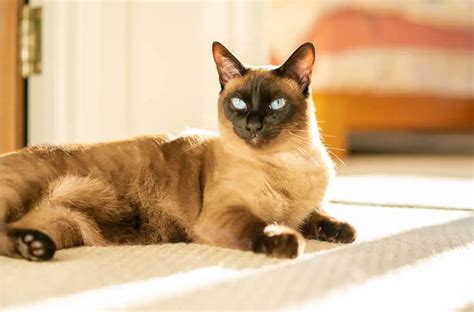 What Causes Siamese Cats' Eyes to Change Color - Bright Whiskers