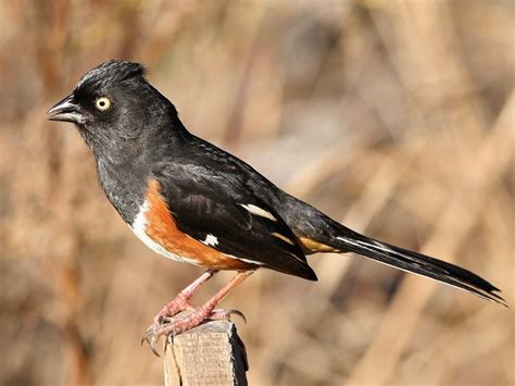 Eastern Towhee - eBird