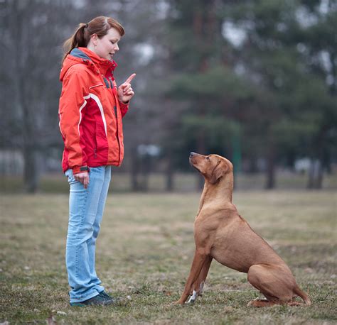 Obedience Training - Best Dog Foods and Holistic Dog Health Remedies ...