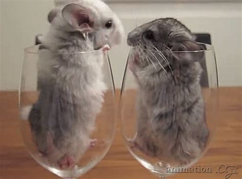 two hamsters sitting in wine glasses on top of a wooden table next to ...