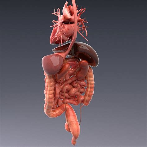 Animated internal organs, skeleton | Human body anatomy, Human body organs, Human digestive system