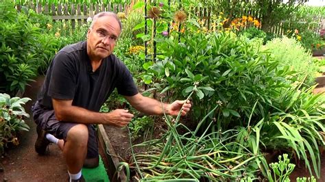 Walking Onions in your garden! BHG Editor Doug Jimerson talks about ...