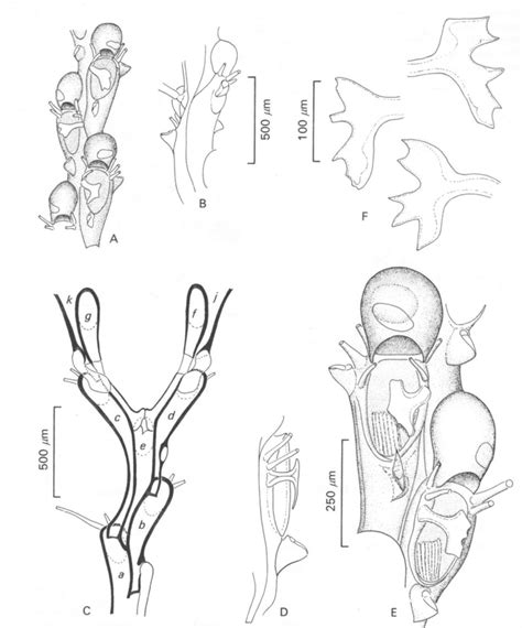 Notoplites datnicornis sp.nov. A, group of ovicellate zooids. B, zooids... | Download Scientific ...