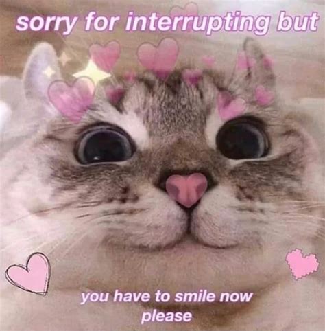 happy kitty | /r/wholesomememes | Wholesome Memes | Know Your Meme